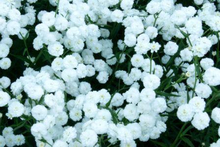 Baby’s Breath Gypsophila elegans